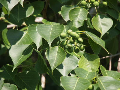 [The fruits on this tree are grouped together as small hard green spheres each on their own stem, but all coming from a singular point. The leaves are much larger than the fruit and are oval shape going to a pointed tip with a vein down the center and veins extending outward to the smooth leaf edges.]